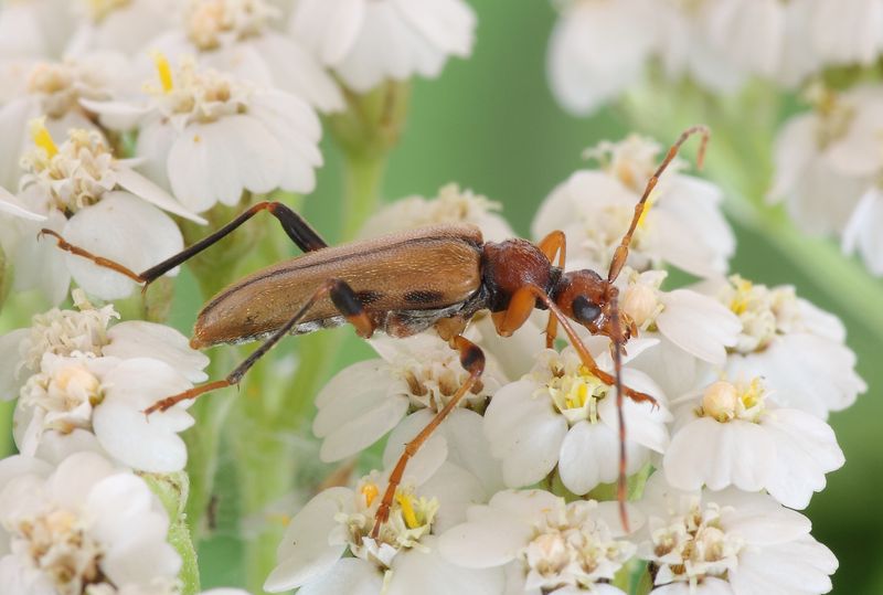 tesařík, Pidonia lurida (Fabricius, 1792), Rhagiini, Cerambycidae (Brouci, Coleoptera)